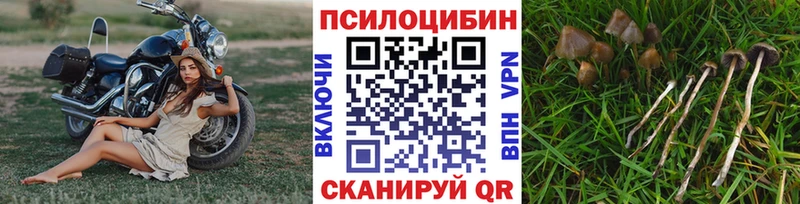 Псилоцибиновые грибы GOLDEN TEACHER  Ессентуки 